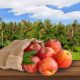 Frutarier Fruganer ernähren sich von Früchten