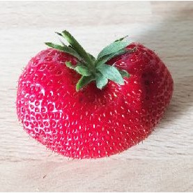 Erdbeere Obst für kalorienarme Diät Die Erdbeere für eine kalorienarme Diät